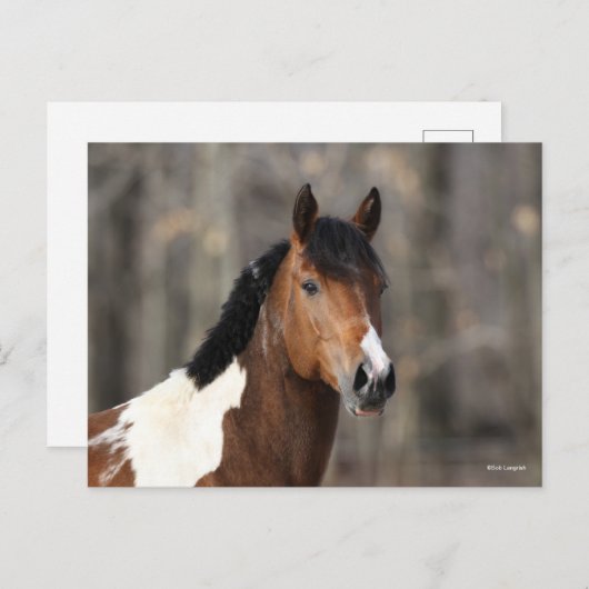 Bob Langrish | Paint Horse Headshot Postkarte (Vorne/Hinten)