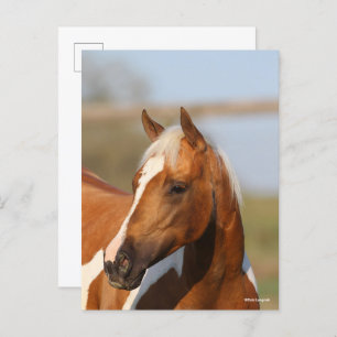 Bob Langrish   Paint Horse Headshot Postkarte