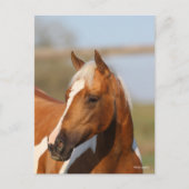 Bob Langrish | Paint Horse Headshot Postkarte (Vorderseite)