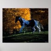 Bob Langrish | Paint Horse Running Herbst Poster (Vorne)