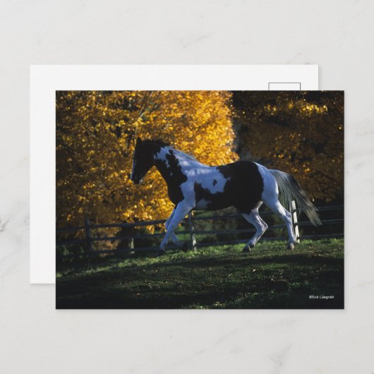 Bob Langrish | Paint Horse Running Herbst Postkarte (Vorne/Hinten)