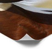 Bob Langrish | Paint Horse Stallion headshot Poster (Ecke)