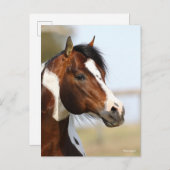 Bob Langrish | Paint Horse Stallion Headshot Postkarte (Vorne/Hinten)