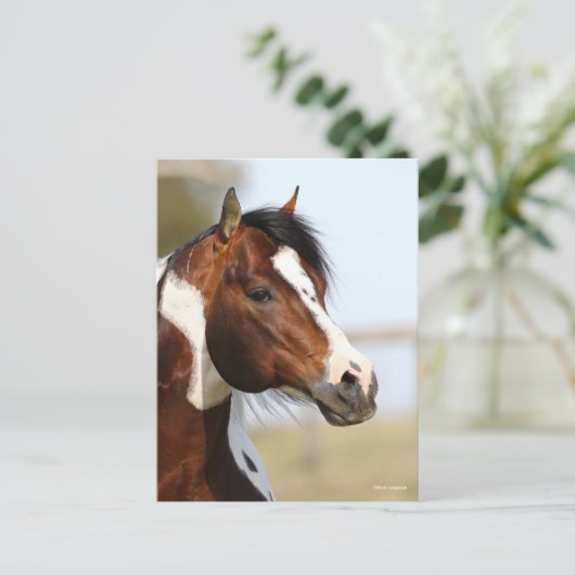 Bob Langrish | Paint Horse Stallion Headshot Postkarte (Stehend Vorderseite)