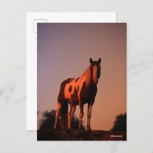 Bob Langrish   Paint Horse Stehend bei Sonnenunter Postkarte