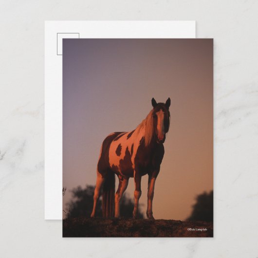 Bob Langrish | Paint Horse Stehend bei Sonnenunter Postkarte (Vorne/Hinten)