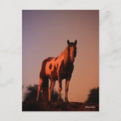Bob Langrish | Paint Horse Stehend bei Sonnenunter Postkarte (Vorderseite)