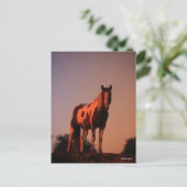 Bob Langrish | Paint Horse Stehend bei Sonnenunter Postkarte (Stehend Vorderseite)