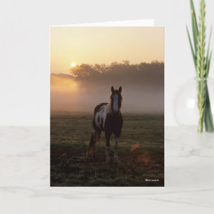 Bob Langrish   Paint Horse Stehend Mist Sunrise Karte
