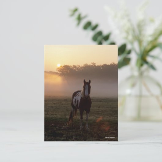 Bob Langrish | Paint Horse Stehend Mist Sunrise Postkarte (Stehend Vorderseite)
