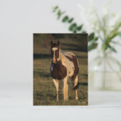 Bob Langrish | Paint Horse Stehend Postkarte (Stehend Vorderseite)