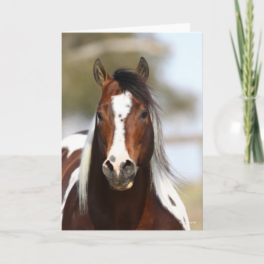 Bob Langrish | Paint Stallion Headshot Karte (Vorderseite)