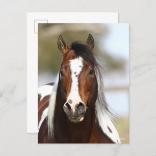 Bob Langrish   Paint Stallion Headshot Postkarte
