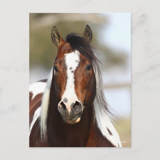 Bob Langrish | Paint Stallion Headshot Postkarte (Vorderseite)