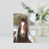 Bob Langrish | Paint Stallion Headshot Postkarte (Stehend Vorderseite)