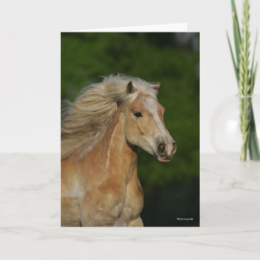 Bob Langrish | Palomino Haflinger Headshot Karte (Vorderseite)