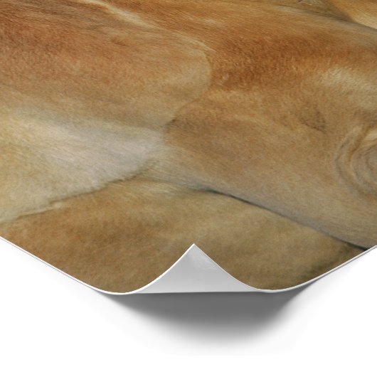 Bob Langrish | Palomino Haflinger Headshot Poster (Ecke)