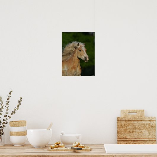 Bob Langrish | Palomino Haflinger Headshot Poster (Küche)