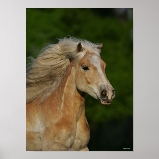 Bob Langrish | Palomino Haflinger Headshot Poster (Vorne)