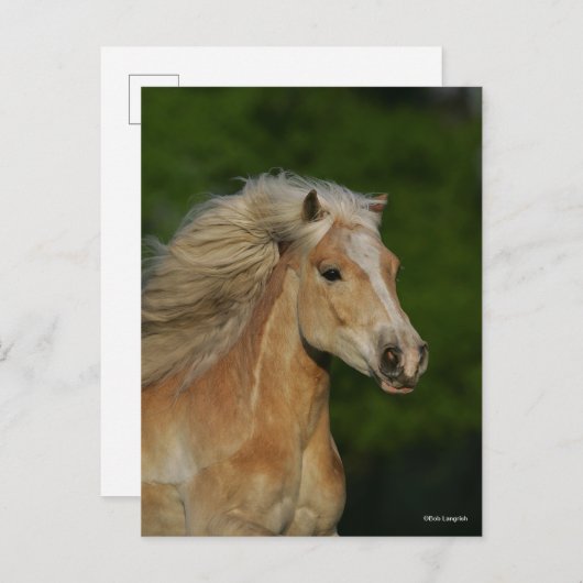 Bob Langrish | Palomino Haflinger Headshot Postkarte (Vorne/Hinten)