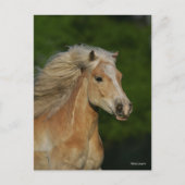 Bob Langrish | Palomino Haflinger Headshot Postkarte (Vorderseite)