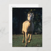 Bob Langrish | Palomino Horse Running Backlit Postkarte (Vorne/Hinten)