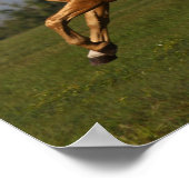 Bob Langrish | Palomino Lusitano Stallion Leaping Poster (Ecke)