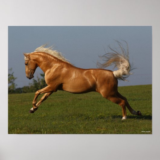 Bob Langrish | Palomino Lusitano Stallion Leaping Poster (Vorne)