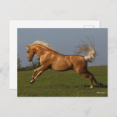 Bob Langrish | Palomino Lusitano Stallion Leaping Postkarte (Vorne/Hinten)