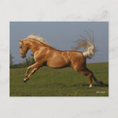 Bob Langrish | Palomino Lusitano Stallion Leaping Postkarte (Vorderseite)