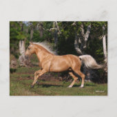 Bob Langrish | Palomino Lusitano Stallion Running Postkarte (Vorderseite)