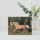 Bob Langrish | Palomino Lusitano Stallion Running Postkarte (Stehend Vorderseite)
