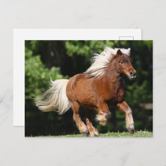 Bob Langrish | Palomino Miniaturpony Running Postkarte (Vorne/Hinten)