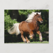 Bob Langrish | Palomino Miniaturpony Running Postkarte (Vorderseite)