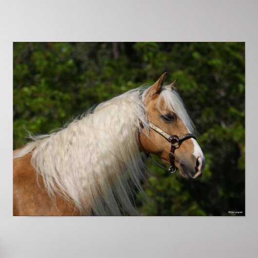 Bob Langrish | Palomino Quarter Horse Headshot Poster (Vorne)