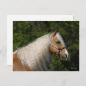 Bob Langrish | Palomino Quarter Horse Headshot Postkarte (Vorne/Hinten)