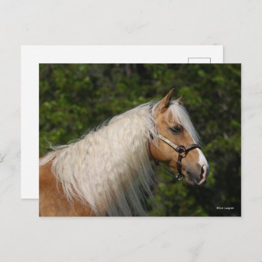 Bob Langrish | Palomino Quarter Horse Headshot Postkarte (Vorne/Hinten)