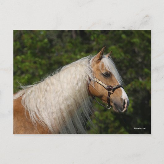 Bob Langrish | Palomino Quarter Horse Headshot Postkarte (Vorderseite)