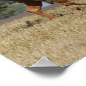 Bob Langrish | Palomino Quarter Rennen Poster (Ecke)