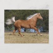 Bob Langrish | Palomino Quarter Rennen Postkarte (Vorderseite)