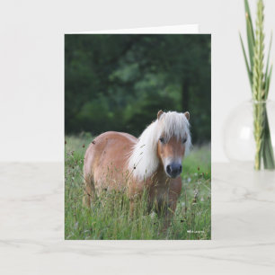 Bob Langrish   Palomino Shetland Stehend im Gras Karte