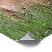 Bob Langrish | Palomino Shetland Stehend im Gras Poster (Ecke)