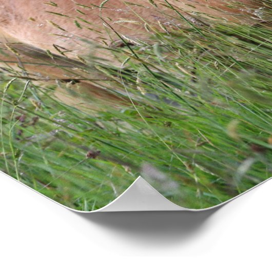 Bob Langrish | Palomino Shetland Stehend im Gras Poster (Ecke)