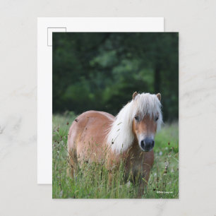 Bob Langrish   Palomino Shetland Stehend im Gras Postkarte