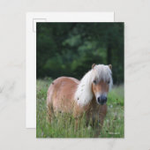 Bob Langrish | Palomino Shetland Stehend im Gras Postkarte (Vorne/Hinten)