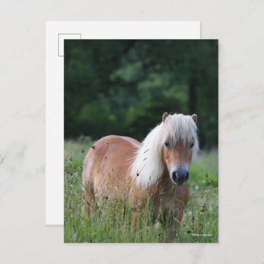 Bob Langrish | Palomino Shetland Stehend im Gras Postkarte (Vorne/Hinten)