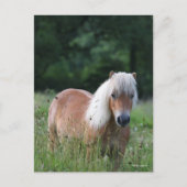 Bob Langrish | Palomino Shetland Stehend im Gras Postkarte (Vorderseite)