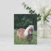 Bob Langrish | Palomino Shetland Stehend im Gras Postkarte (Stehend Vorderseite)