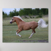 Bob Langrish | Palomino Welsh Pony Running Poster (Vorne)