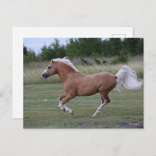Bob Langrish | Palomino Welsh Pony Running Postkarte (Vorne/Hinten)